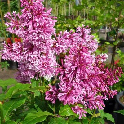 Сирень Редвайн Сирень Редвайн - Dolina-Sad.Ru