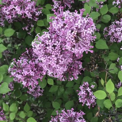 Сирень Мейера Флауэрфест Пурпл - Dolina-Sad.Ru