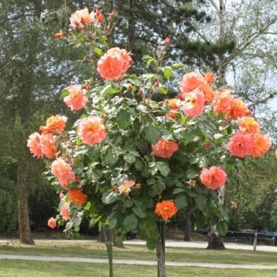 Роза Штамбовая Оранж Мейлав Роза Штамбовая Оранж Мейлав - Dolina-Sad.Ru