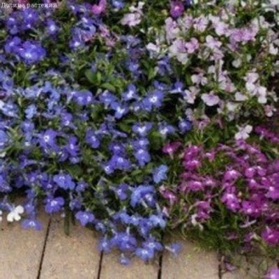 Лобелия Жемчужная нить Cмесь фото