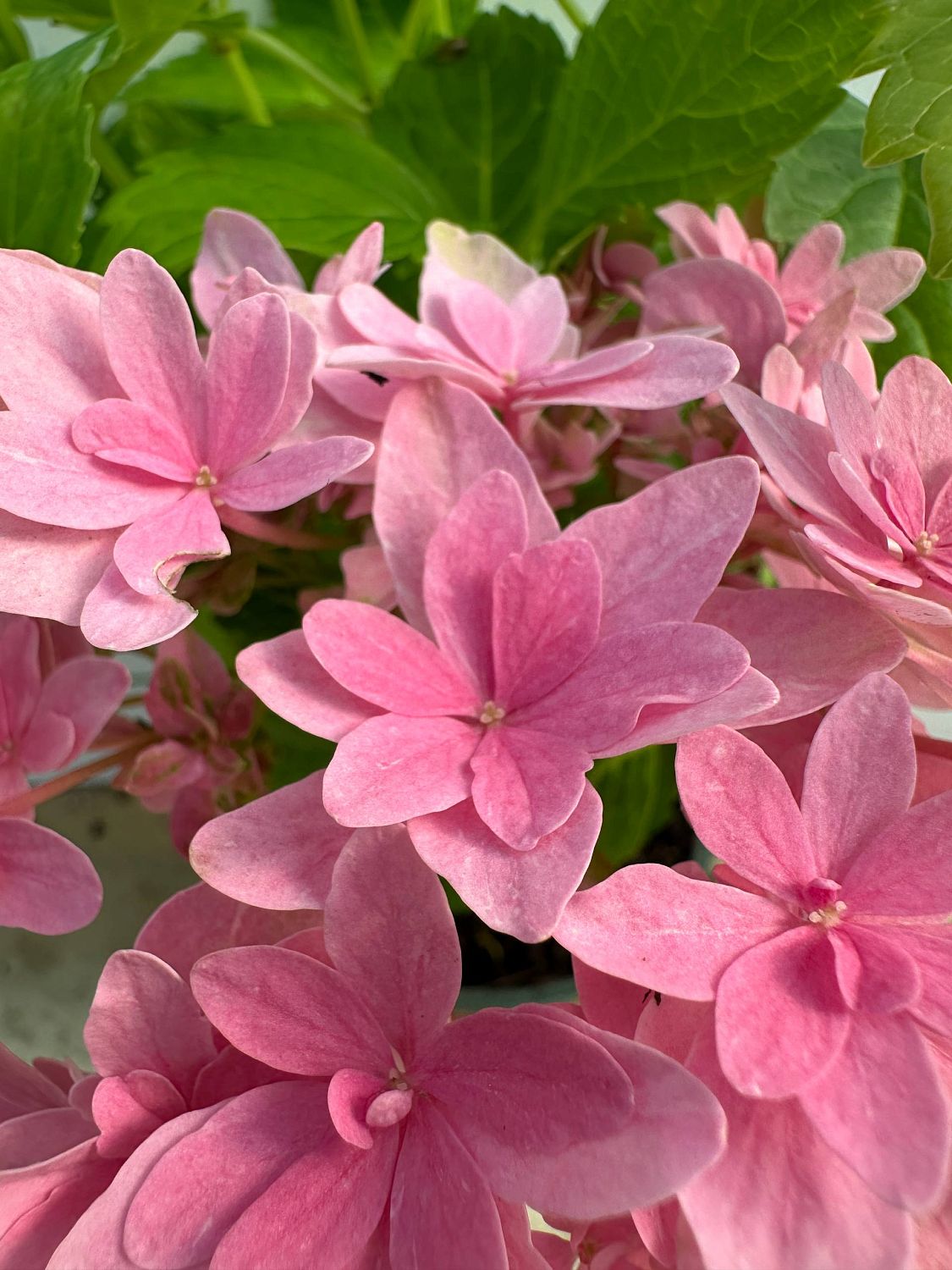 Гортензия курпнолистная Мэджикал Фарфалла Гортензия курпнолистная Мэджикал Фарфалла - Dolina-Sad.Ru