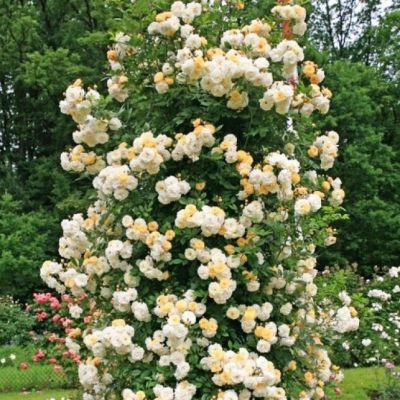 Роза Гислен де Фелигонд Роза Гислен де Фелигонд - Dolina-Sad.Ru