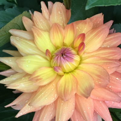 Георгина Эйс Саммер Сансет фото