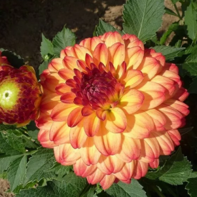 Георгина Айкун Георгина Айкун фото