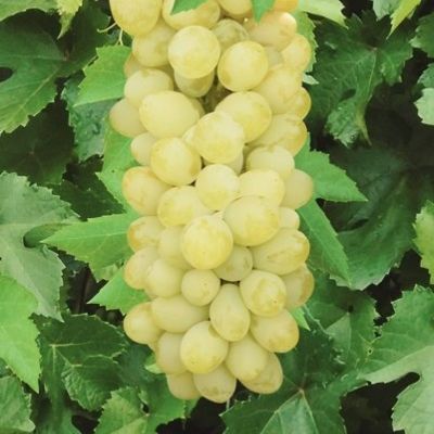 Виноград Алтайский белый Виноград Алтайский белый - Dolina-Sad.Ru
