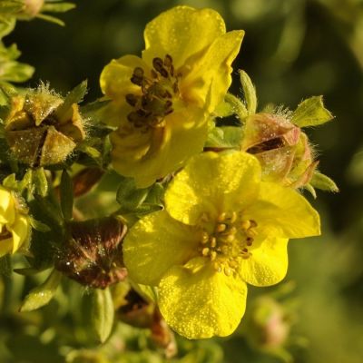 Лапчатка кустарниковая Голдтеппич. С3 Лапчатка кустарниковая Голдтеппич. С3 - Dolina-Sad.Ru