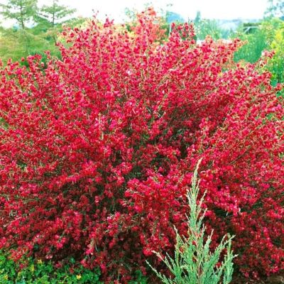 Ракитник Боскоп Руби - Dolina-Sad.Ru