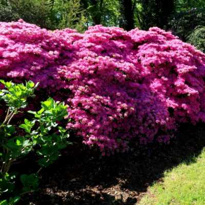 Рододендрон Амоенум фото