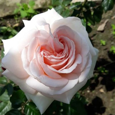 Роза Дж.Ф. Кеннеди Роза Дж.Ф. Кеннеди - Dolina-Sad.Ru