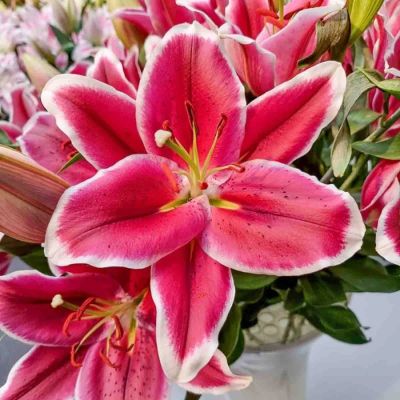 Лилия Эль Капитан - Dolina-Sad.Ru