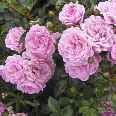 Роза Фэйри (2шт.) фото