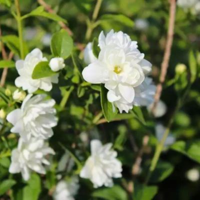 Чубушник Фрости Морн Чубушник Фрости Морн - Dolina-Sad.Ru