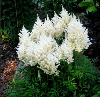 Астильба Юник Уайт Астильба Юник Уайт фото