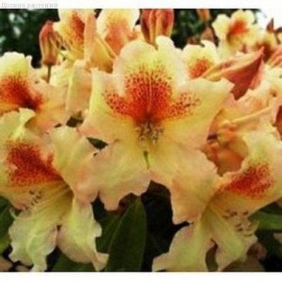 Рододендрон Бернштейн Рододендрон Бернштейн фото