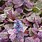 Живучка ползучая Атропурпуреа Живучка ползучая Атропурпуреа - Dolina-Sad.Ru