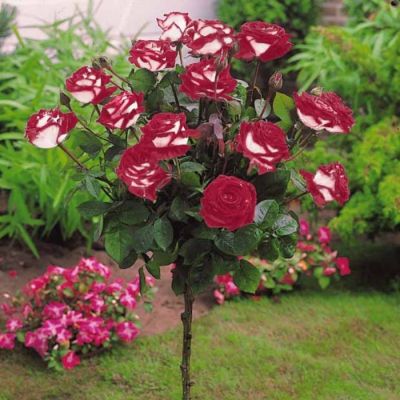 Роза штамбовая Осирия - Dolina-Sad.Ru