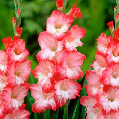 Гладиолус Комедия Гладиолус Комедия фото