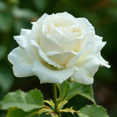 Роза Белый Медведь (аромат) - Dolina-Sad.Ru