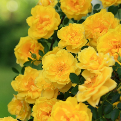 Роза Голден Парфюм Роза Голден Парфюм фото