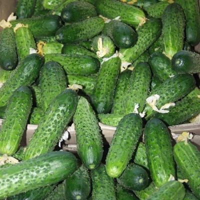 Огурец Амур 1801 F1 (Голландия) Огурец Амур 1801 F1 (Голландия) фото