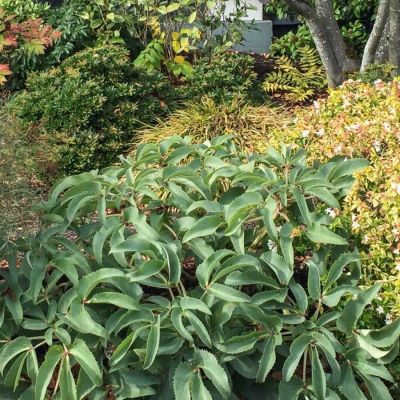 Морозник Сильвер Лэйс - Dolina-Sad.Ru