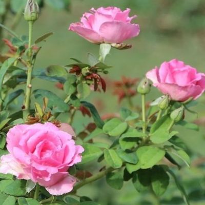 Роза МакКартни Роза МакКартни фото