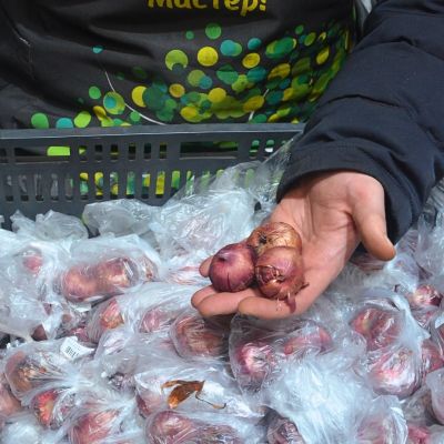 Гладиолус Виолетта Гладиолус Виолетта фото