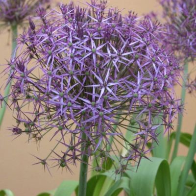 Аллиум Кристофа Аллиум Кристофа - Dolina-Sad.Ru