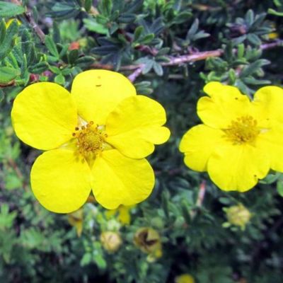 Лапчатка кустарниковая Клондайк, С3 - Dolina-Sad.Ru