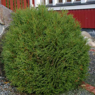 Туя западная Литтл Гиант Туя западная Литтл Гиант фото