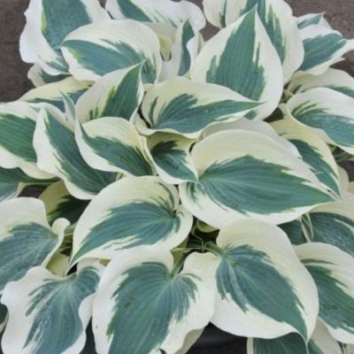 Хоста Фирн Лайн , C2 Хоста Фирн Лайн , C2 фото