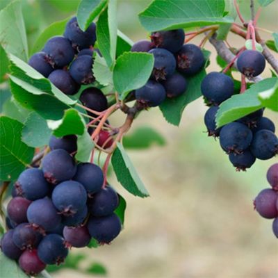 Ирга ольхолистная Мартин Ирга ольхолистная Мартин - Dolina-Sad.Ru