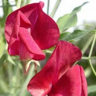 Душистый горошек Роял Фэмили, Красный фото