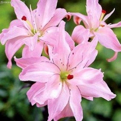Лилия Спринг Пинк Лилия Спринг Пинк фото