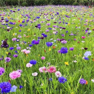 Газонная трава Цветущий луг, 100 гр Газонная трава Цветущий луг, 100 гр - Dolina-Sad.Ru