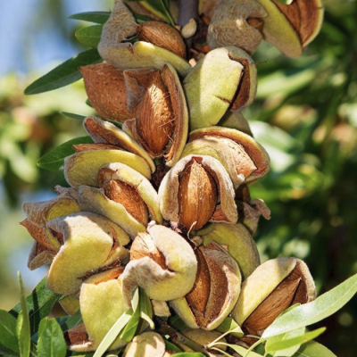 Миндаль Горький Миндаль Горький - Dolina-Sad.Ru