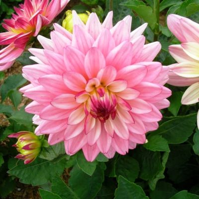 Георгина Сальвадор Георгина Сальвадор фото