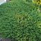 Можжевельник Андорра Компакта фото