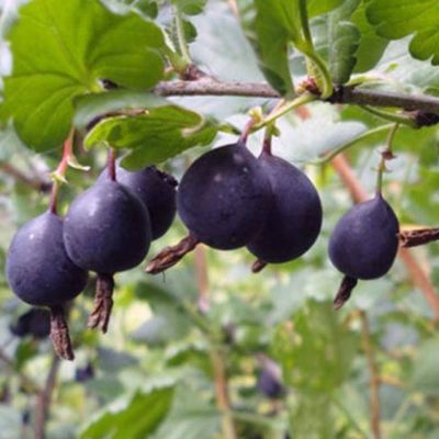 Крыжовник Африканец Крыжовник Африканец фото