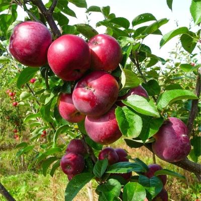 Яблоня Спартан/Зимняя Яблоня Спартан/Зимняя фото