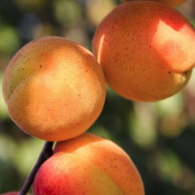 Абрикос Горный Абакан Абрикос Горный Абакан - Dolina-Sad.Ru