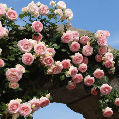 Роза Перл Роза Перл - Dolina-Sad.Ru