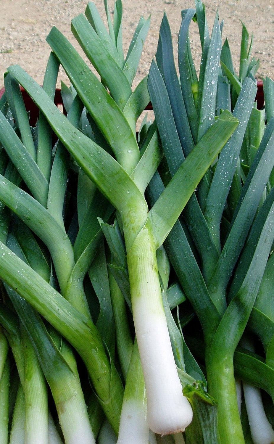 Лук Порей Карантанский Лук Порей Карантанский фото