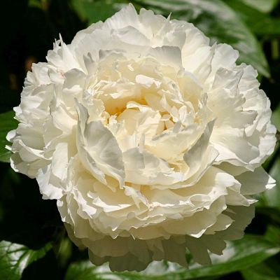 Пион Боул оф Крим Пион Боул оф Крим фото