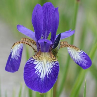 Ирис сетчатый Кларет Ирис сетчатый Кларет - Dolina-Sad.Ru