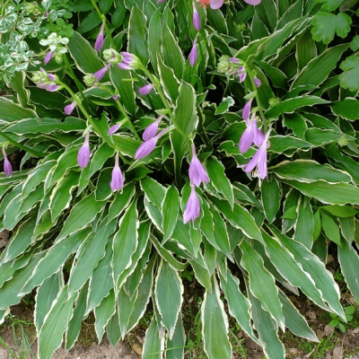 Хоста Стилетто Хоста Стилетто фото