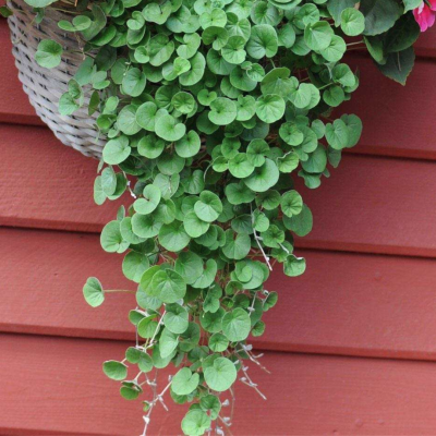 Дихондра ампельная фото