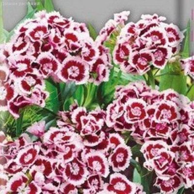 Гвоздика турецкая Княжна Гвоздика турецкая Княжна фото