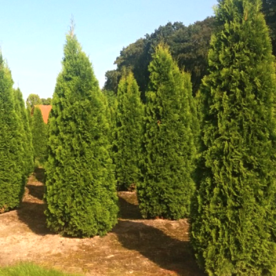 Туя Западная Смарагд, С2 - Dolina-Sad.Ru