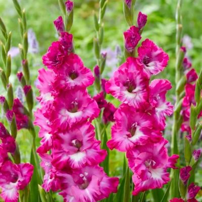 Гладиолус Наблус - Dolina-Sad.Ru